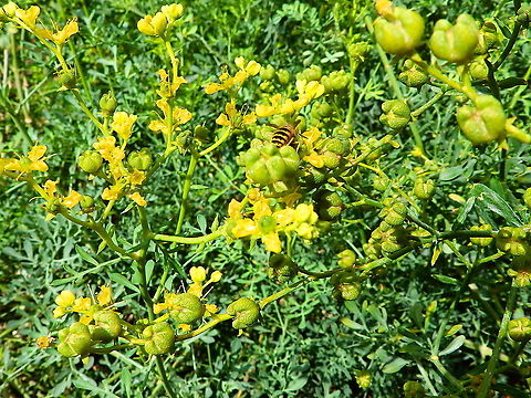 Common rue - Ruta graveolens Gardens former gothic abbey Villers La Ville, Aug 2020. 
Ruta Graveolens Dilution is an effective remedy for the treatment of arthritis and rheumatic pains. It relieves pain in the muscle joints, tendons, heals bruises and facilitates quick recovery from an injury or a fracture. It also provides quick relief from soreness in the ankles and lower back. Belgium,Common rue,Geotagged,Ruta graveolens,Summer