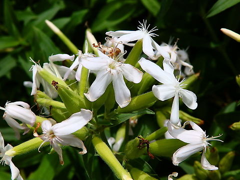 Common Soapwort - Saponaria officinalis Gardens former gothic abbey Villers La Ville, Aug 2020. 
Its medicinal uses include it being used as an antiscrophulatic, cholagogue, depurative, diaphoretic, mildly diuretic, expectorant, purgative and tonic. A decoction of the herb is applied externally to treat itchy skin. Belgium,Common Soapwort,Geotagged,Saponaria officinalis,Summer