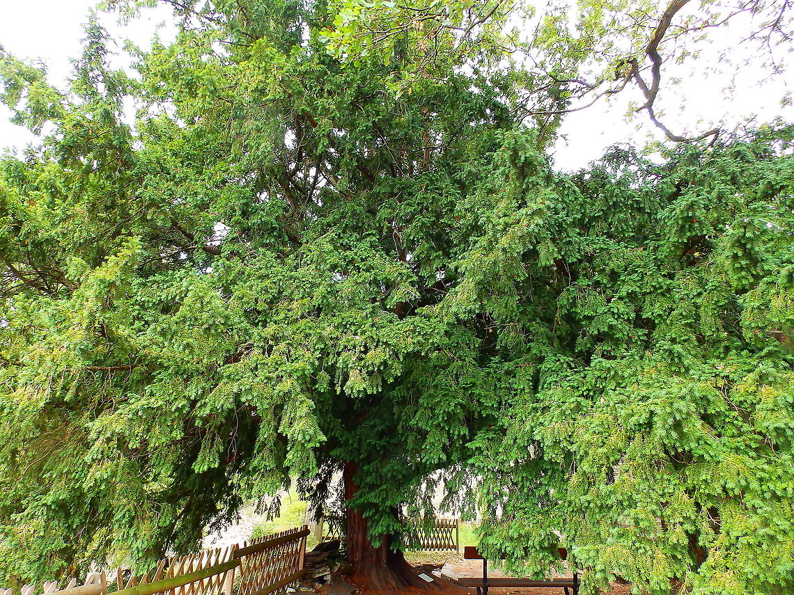 European Yew - Taxus baccata Gardens former gothic abbey Villers La Ville, Aug 2020. <br />
Planted by the monks some time between 1721 and 1796. Belgium,European Yew,Geotagged,Summer,Taxus baccata