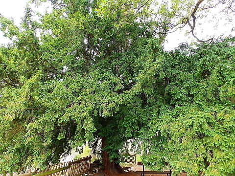 European Yew - Taxus baccata Gardens former gothic abbey Villers La Ville, Aug 2020. 
Planted by the monks some time between 1721 and 1796. Belgium,European Yew,Geotagged,Summer,Taxus baccata