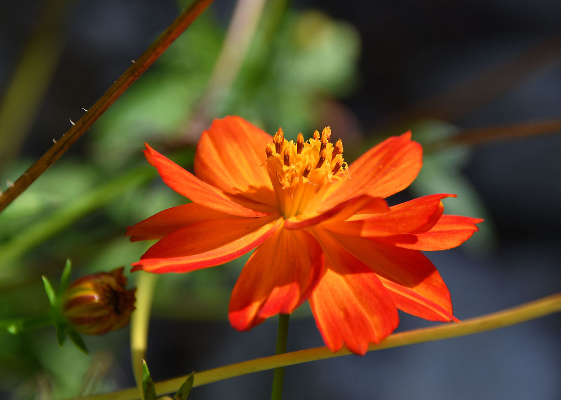 Trollius chinensis Gardens former gothic abbey Villers La Ville, Aug 2020. <br />
use to treat scruvy in the past but seems to have toxic effects and is not safe to use as medicnal plant. is used mostly as ornamental. Belgium,Geotagged,Summer,Trollius chinensis