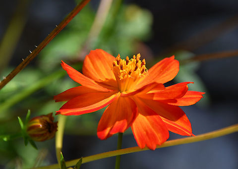 Trollius chinensis Gardens former gothic abbey Villers La Ville, Aug 2020. 
use to treat scruvy in the past but seems to have toxic effects and is not safe to use as medicnal plant. is used mostly as ornamental. Belgium,Geotagged,Summer,Trollius chinensis