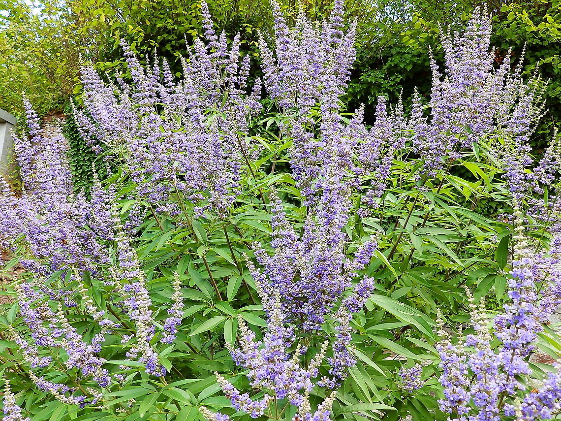 Chaste Tree - Vitex agnus-castus Gardens former gothic abbey Villers La Ville, Aug 2020. <br />
Vitex agnus-castus is a popular herbal supplement used to treat a variety of health problems. It&#039;s most commonly used to treat: premenstrual syndrome (PMS) menstrual disorders. Belgium,Geotagged,Summer,Vitex agnus-castus
