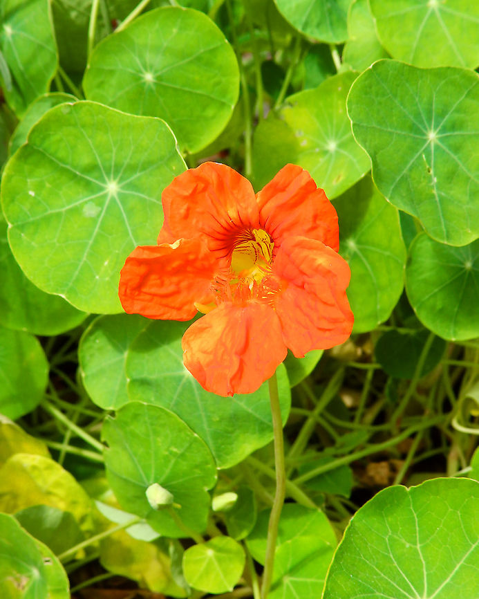 Indian cress - Tropaeolum majus Gardens former gothic abbey Villers La Ville, Aug 2020. <br />
Tropaeolum majus is used traditionally for chest colds, formation of new blood cells, urinary tract infections, antiseptic, and expectorant qualities. Also it has been reported to exhibit pronounced diuretic and antihypertensive effects.<br />
 Belgium,Geotagged,Indian cress,Summer,Tropaeolum majus