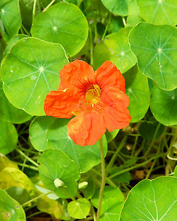 Indian cress - Tropaeolum majus Gardens former gothic abbey Villers La Ville, Aug 2020. 
Tropaeolum majus is used traditionally for chest colds, formation of new blood cells, urinary tract infections, antiseptic, and expectorant qualities. Also it has been reported to exhibit pronounced diuretic and antihypertensive effects.
 Belgium,Geotagged,Indian cress,Summer,Tropaeolum majus