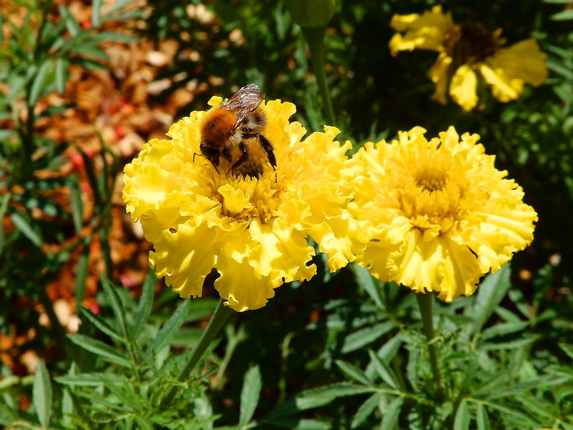 Large-flowered tickseed - Coreopsis grandiflora Gardens former gothic abbey Villers La Ville, Aug 2020. <br />
The roots may be used to brew a tea that is useful in the treatment of diarrhea. An old folk belief holds that women who want to conceive a female baby can increase the chances by making an infusion of the entire coreopsis plant minus the roots to consume. Belgium,Coreopsis grandiflora,Geotagged,Large-flowered tickseed,Summer