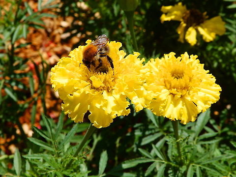 Large-flowered tickseed - Coreopsis grandiflora Gardens former gothic abbey Villers La Ville, Aug 2020. 
The roots may be used to brew a tea that is useful in the treatment of diarrhea. An old folk belief holds that women who want to conceive a female baby can increase the chances by making an infusion of the entire coreopsis plant minus the roots to consume. Belgium,Coreopsis grandiflora,Geotagged,Large-flowered tickseed,Summer