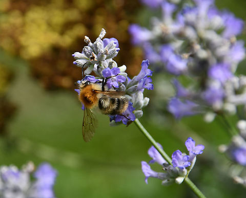 Common Carder Bee - Bombus pascuorum Gardens former gothic abbey Villers La Ville, Aug 2020.  Belgium,Bombus pascuorum,Geotagged,Summer