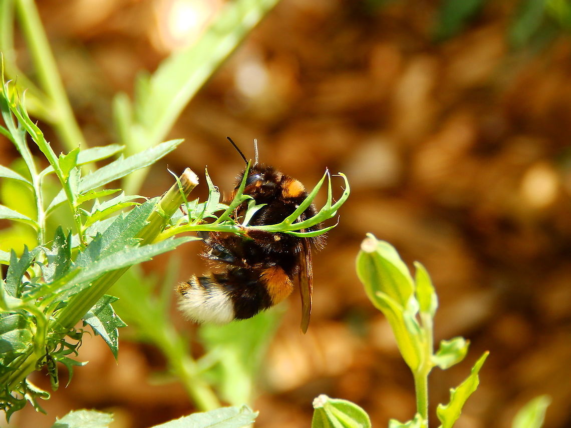 Buff-tailed bumblebee - Bombus terrestris Gardens former gothic abbey Villers La Ville, Aug 2020.  Belgium,Bombus terrestris,Buff-tailed bumblebee,Geotagged,Summer