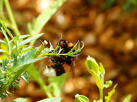 Buff-tailed bumblebee - Bombus terrestris Gardens former gothic abbey Villers La Ville, Aug 2020.  Belgium,Bombus terrestris,Buff-tailed bumblebee,Geotagged,Summer
