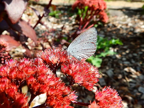 Holly Blue - Celastrina argiolus Gardens former gothic abbey Villers La Ville, Aug 2020.  Belgium,Celastrina argiolus,Geotagged,Holly Blue,Summer