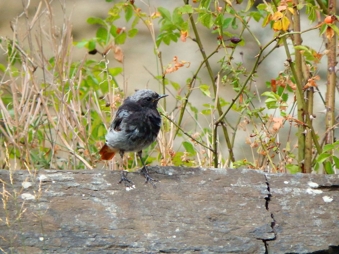 Black Redstart - Phoenicurus ochruros Gardens former gothic abbey Villers La Ville, Aug 2020.  Belgium,Black Redstart,Geotagged,Phoenicurus ochruros,Summer