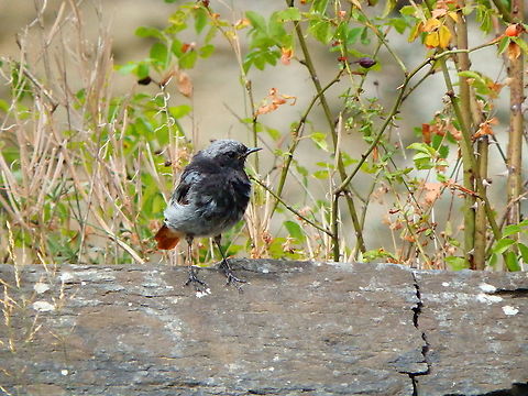 Black Redstart - Phoenicurus ochruros Gardens former gothic abbey Villers La Ville, Aug 2020.  Belgium,Black Redstart,Geotagged,Phoenicurus ochruros,Summer