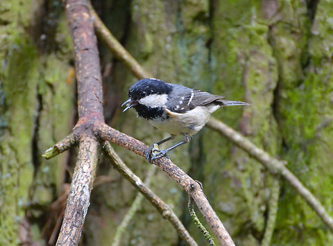 Periparus ater Loch Garten Abernethys, Scotland 2013. Coal tit,Geotagged,Periparus ater,Summer,United Kingdom
