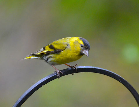 Eurasian siskin - Carduelis spinus Loch Garten Abernethys, Scotland 2013.  Eurasian siskin,Geotagged,Spinus spinus,Summer,United Kingdom
