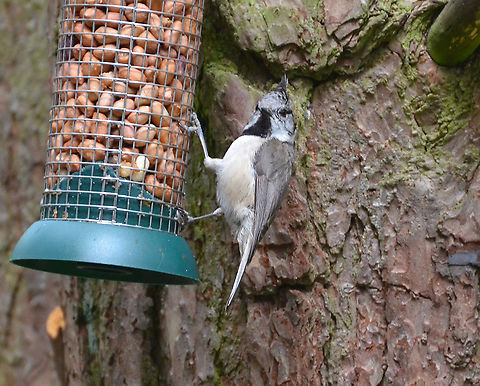 European Crested Tit - Lophophanes cristatus Loch Garten Abernethys, Scotland 2013.  European Crested Tit,Geotagged,Lophophanes cristatus,Summer,United Kingdom