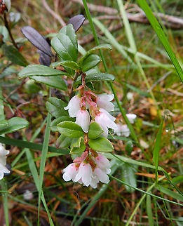 Lingonberry - Vaccinium vitis-idaea Loch Garten Abernethys, Scotland 2013.  Geotagged,Lingonberry,Summer,United Kingdom,Vaccinium vitis-idaea