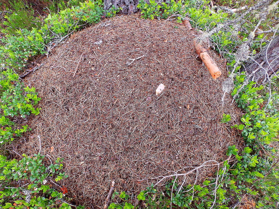 Scottish wood ant - Formica aquilonia nest Loch Garten Abernethys, Scotland 2013. <br />
Video of the nest, here:<br />
<section class="video"><iframe width="448" height="282" src="https://www.youtube-nocookie.com/embed/nhDjOBDdiaQ?hd=1&autoplay=0&rel=0" frameborder="0" allowfullscreen></iframe></section> Formica aquilonia,Geotagged,Summer,United Kingdom
