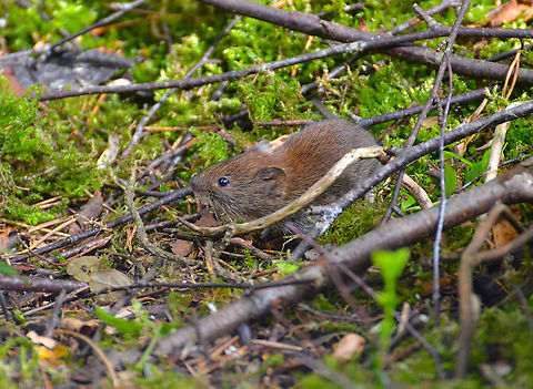 Common vole - Microtus arvalis Loch Garten Abernethys, Scotland 2013.  Common vole,Geotagged,Microtus arvalis,Summer,United Kingdom