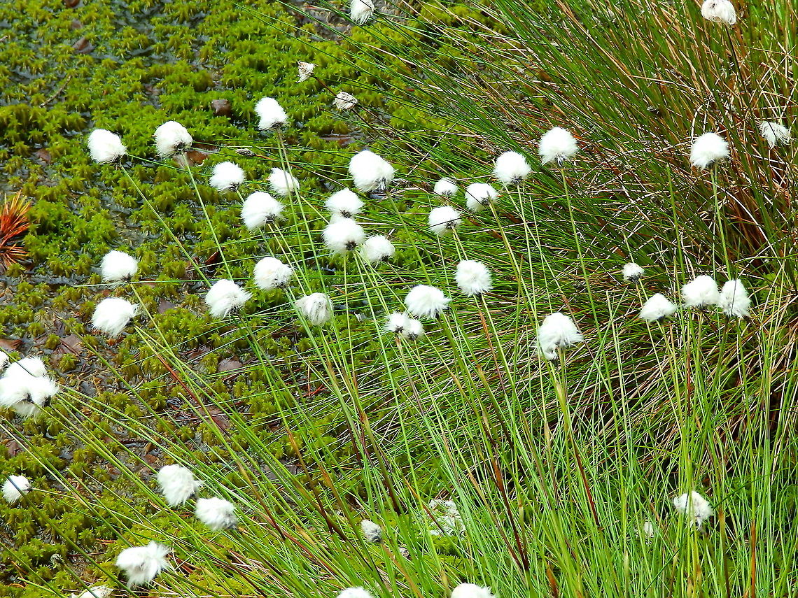 Common cottonsedge - Eriophorum angustifolium Loch Garten Abernethys, Scotland 2013.  Common cottonsedge,Eriophorum angustifolium,Geotagged,Summer,United Kingdom