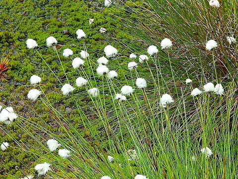 Common cottonsedge - Eriophorum angustifolium Loch Garten Abernethys, Scotland 2013.  Common cottonsedge,Eriophorum angustifolium,Geotagged,Summer,United Kingdom