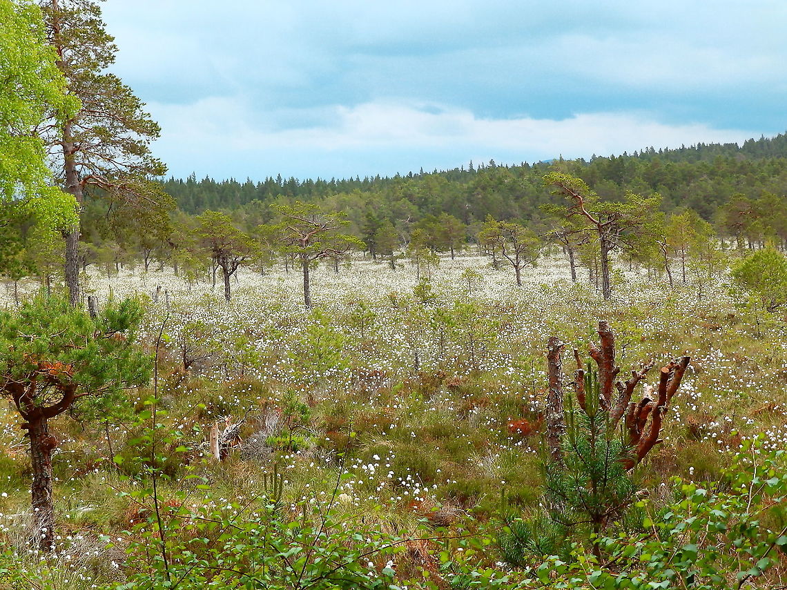 Common cottonsedge - Eriophorum angustifolium Loch Garten Abernethys, Scotland 2013.  Common cottonsedge,Eriophorum angustifolium,Geotagged,Summer,United Kingdom