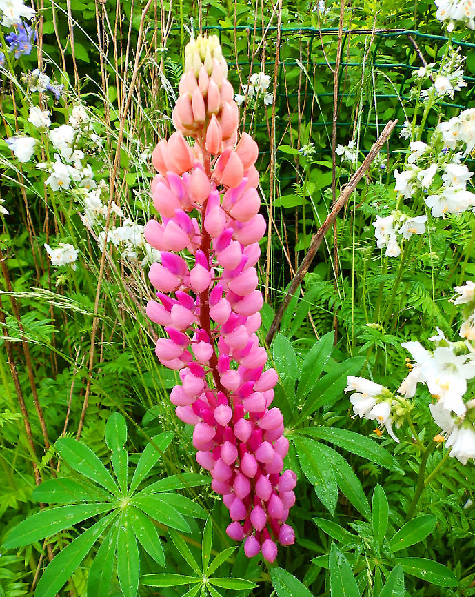 Bigleaf Lupine - Lupinus polyphyllus Seen in a garden, Scotland (2013). Bigleaf Lupine,Geotagged,Lupinus polyphyllus,Summer,United Kingdom