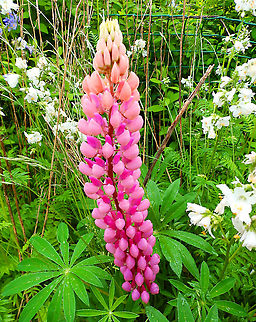 Bigleaf Lupine - Lupinus polyphyllus Seen in a garden, Scotland (2013). Bigleaf Lupine,Geotagged,Lupinus polyphyllus,Summer,United Kingdom