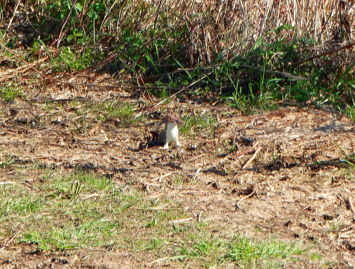 Beech marten - Martes foina Seen in March 2019 near the lakes of Natuurreservaat Grootbroek, very close to our town.<br />
Species ID based on most common sp found in this area. Beech marten,Belgium,Geotagged,Martes foina,Spring