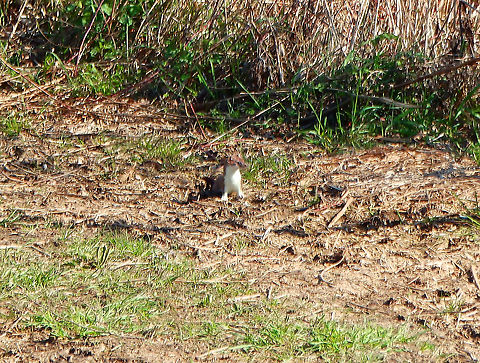 Beech marten - Martes foina Seen in March 2019 near the lakes of Natuurreservaat Grootbroek, very close to our town.
Species ID based on most common sp found in this area. Beech marten,Belgium,Geotagged,Martes foina,Spring