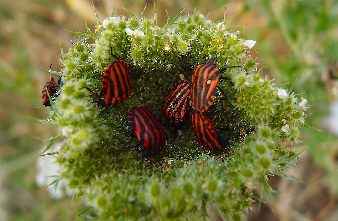 Minstrel Bug - Graphosoma lineatum Zoete Waters, Oud Heverlee, Belgium (July 2018). Belgium,Geotagged,Graphosoma lineatum,Summer