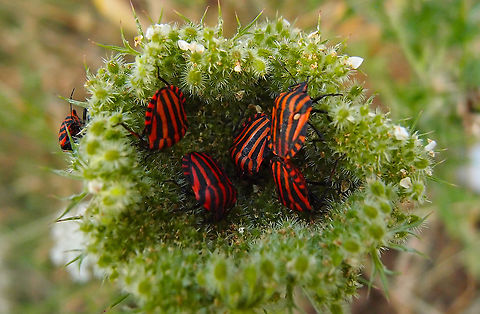 Minstrel Bug - Graphosoma lineatum Zoete Waters, Oud Heverlee, Belgium (July 2018). Belgium,Geotagged,Graphosoma lineatum,Summer