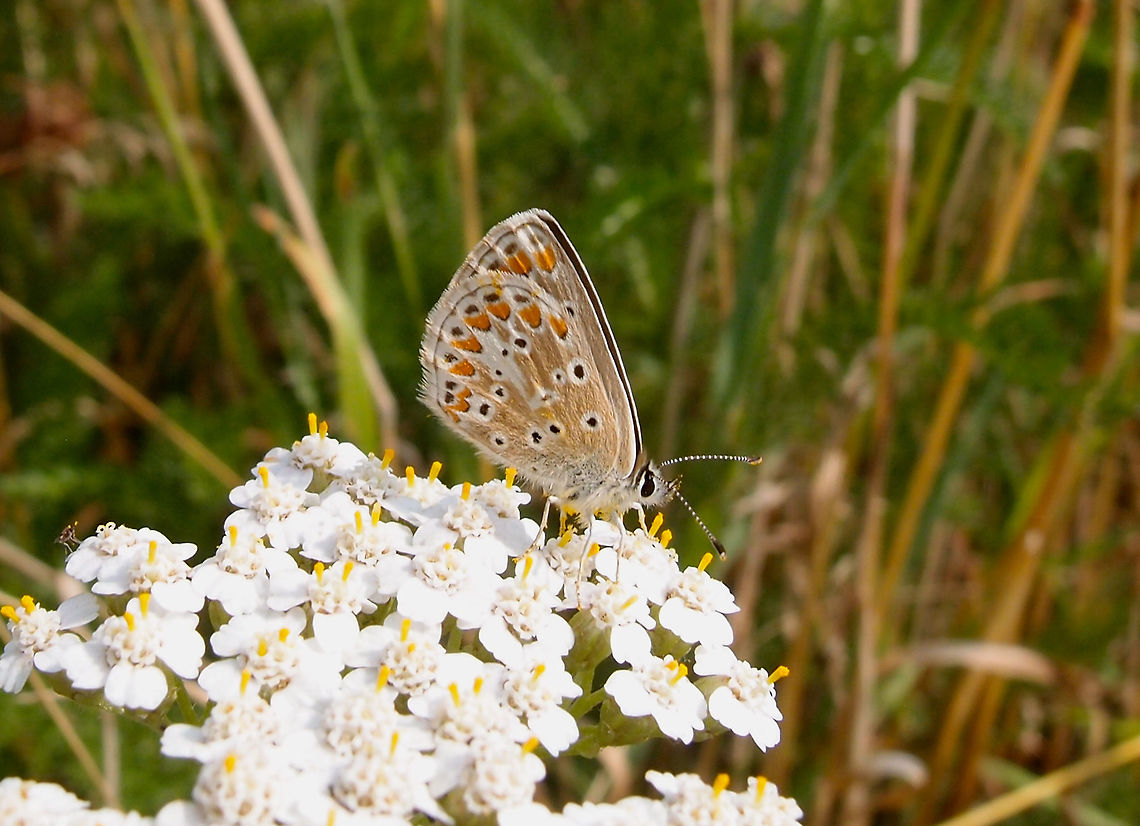 Brown Argus - Aricia agestis Zoete Waters, Oud Heverlee, Belgium (July 2018).  Aricia agestis,Belgium,Brown Argus,Geotagged,Summer