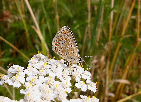 Brown Argus - Aricia agestis Zoete Waters, Oud Heverlee, Belgium (July 2018).  Aricia agestis,Belgium,Brown Argus,Geotagged,Summer