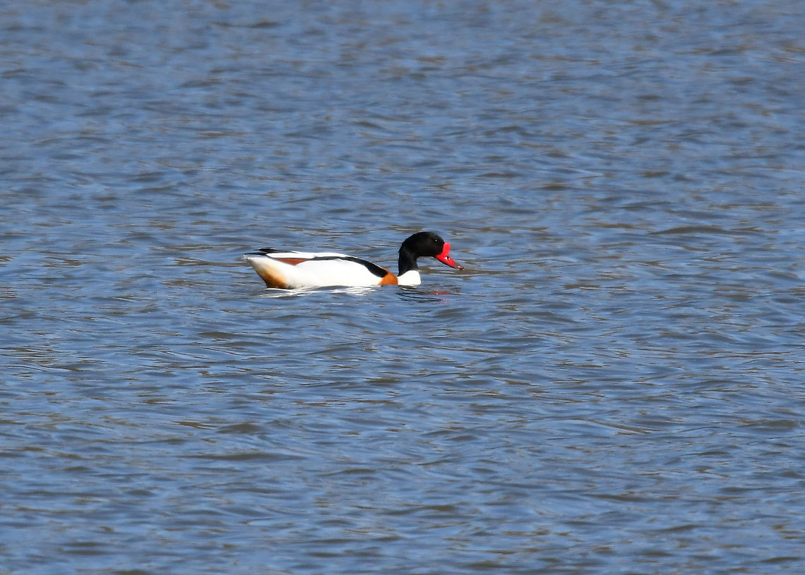 Common Shelduck - Tadorna tadorna Seen in March 2019 near the lakes of Natuurreservaat Grootbroek, very close to our town. Belgium,Common Shelduck,Geotagged,Spring,Tadorna tadorna
