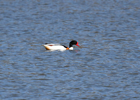 Common Shelduck - Tadorna tadorna Seen in March 2019 near the lakes of Natuurreservaat Grootbroek, very close to our town. Belgium,Common Shelduck,Geotagged,Spring,Tadorna tadorna