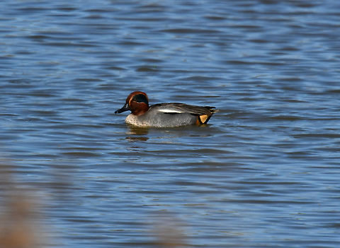 Eurasian Teal  - Anas crecca Seen in March 2019 near the lakes of Natuurreservaat Grootbroek, very close to our town.  Anas crecca,Belgium,Eurasian Teal,Geotagged,Spring