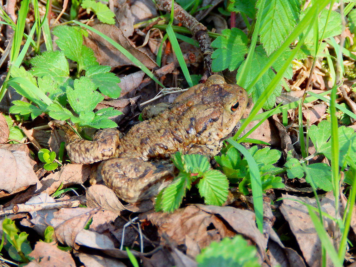 Common Toad - Bufo bufo Seen in March 2019 near the lakes of Natuurreservaat Grootbroek, very close to our town.  Belgium,Bufo bufo,Common toad,Geotagged,Spring