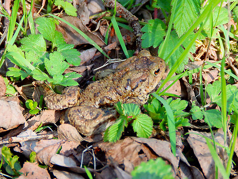 Common Toad - Bufo bufo Seen in March 2019 near the lakes of Natuurreservaat Grootbroek, very close to our town.  Belgium,Bufo bufo,Common toad,Geotagged,Spring
