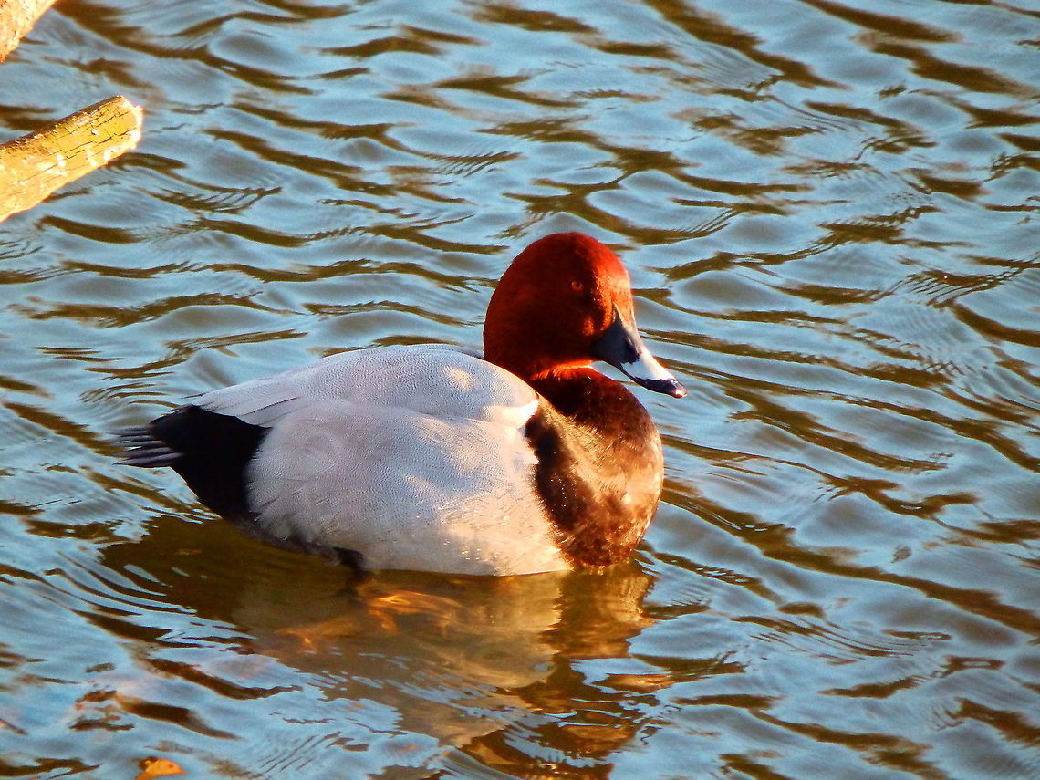 Common Pochard - Aythya ferina Zoete Waters, Oud Heverlee, Belgium (July 2018).  Aythya ferina,Belgium,Common Pochard,Geotagged,Spring