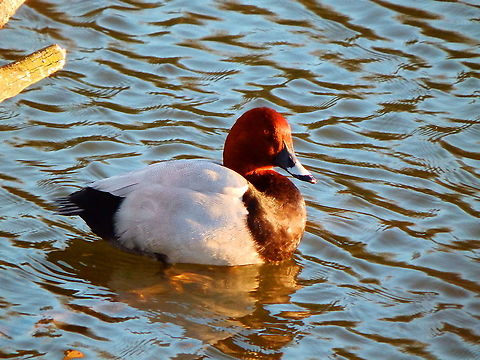 Common Pochard - Aythya ferina Zoete Waters, Oud Heverlee, Belgium (July 2018).  Aythya ferina,Belgium,Common Pochard,Geotagged,Spring