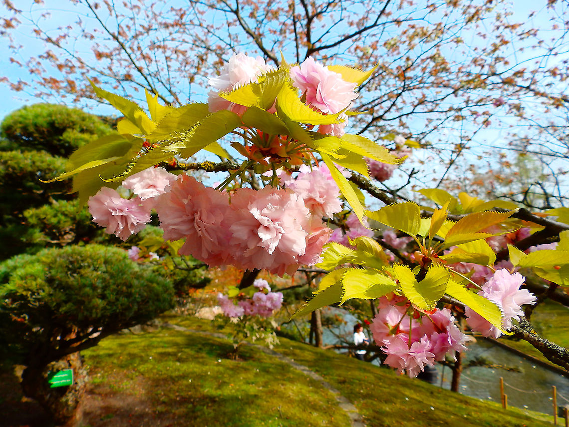 Japanese cherry - Prunus serrulata Seen in Japanse Tuin in Hasselt, Belgium (April, 2019). Belgium,Geotagged,Japanese cherry,Prunus serrulata,Spring