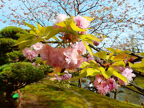 Japanese cherry - Prunus serrulata Seen in Japanse Tuin in Hasselt, Belgium (April, 2019). Belgium,Geotagged,Japanese cherry,Prunus serrulata,Spring