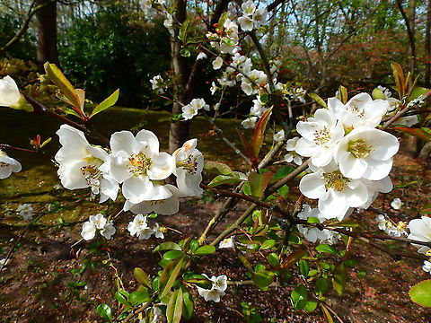 Japanese Quince - Chaenomeles japonica Seen in Japanse Tuin in Hasselt, Belgium (April, 2019).  Belgium,Chaenomeles japonica,Geotagged,Spring