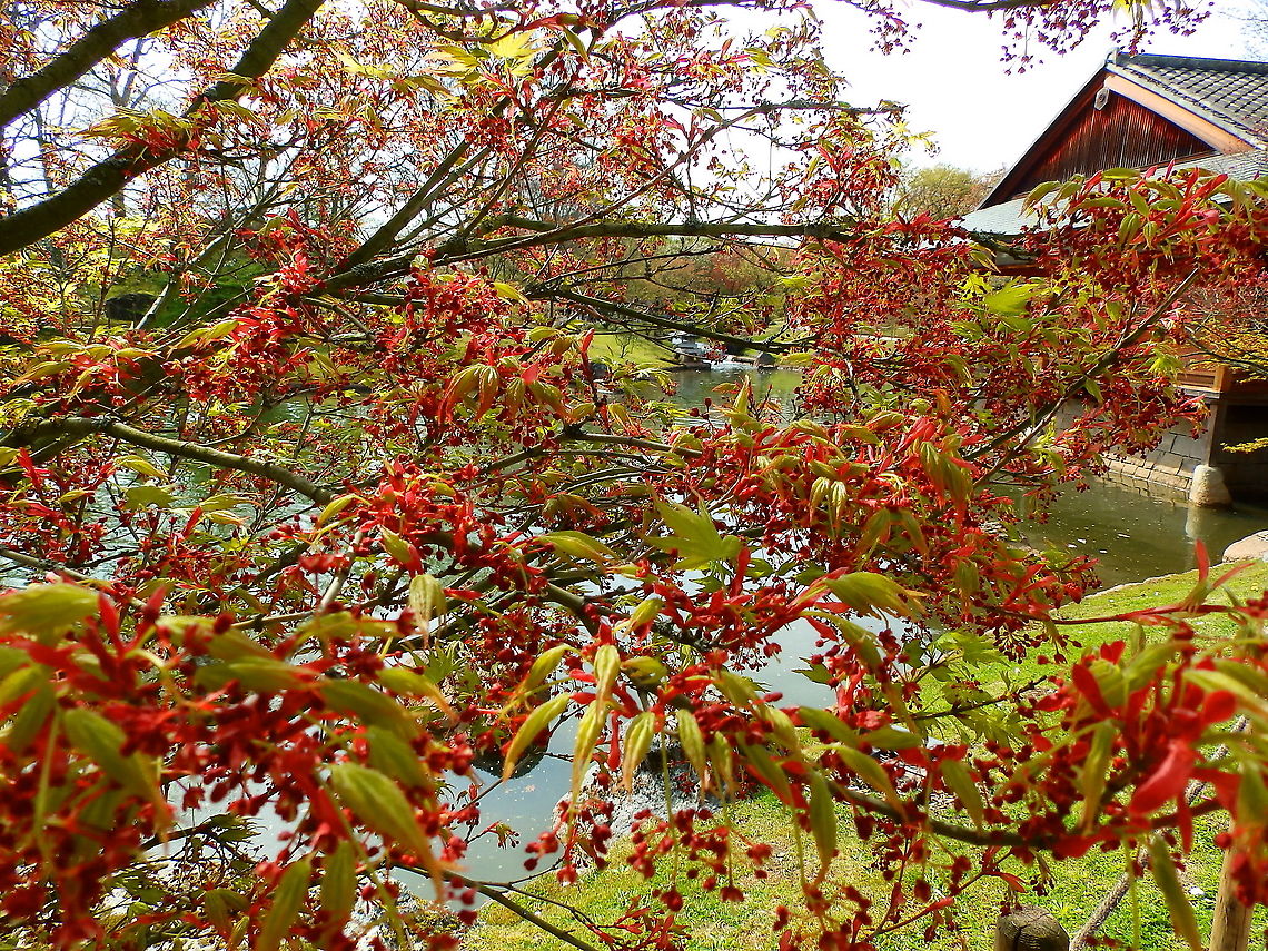 Japanese Maple - Acer palmatum Seen in Japanse Tuin in Hasselt, Belgium (April, 2019).  Acer palmatum,Belgium,Geotagged,Japanese Maple,Spring
