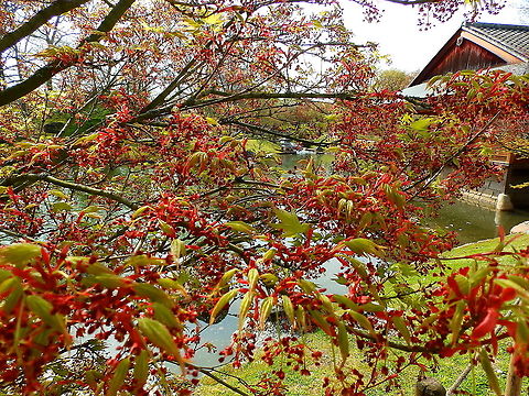 Japanese Maple - Acer palmatum Seen in Japanse Tuin in Hasselt, Belgium (April, 2019).  Acer palmatum,Belgium,Geotagged,Japanese Maple,Spring