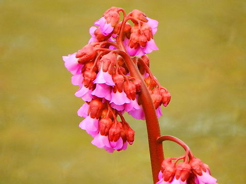 Heart-leaved bergenia - Bergenia crassifolia Seen in Japanse Tuin in Hasselt, Belgium (April, 2019).  Belgium,Bergenia crassifolia,Geotagged,Spring