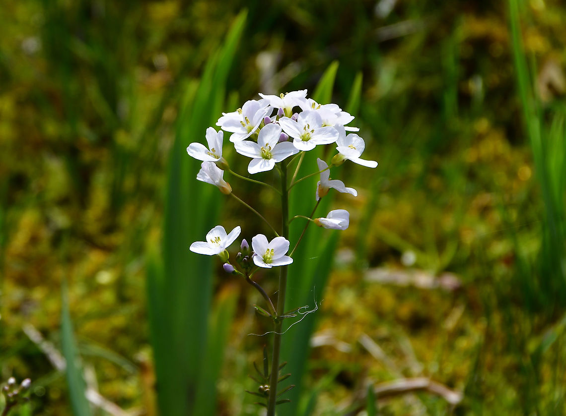 Cuckooflower - Cardamine pratensis Seen in Japanse Tuin in Hasselt, Belgium (April, 2019).  Belgium,Cardamine pratensis,Cuckooflower,Geotagged,Spring