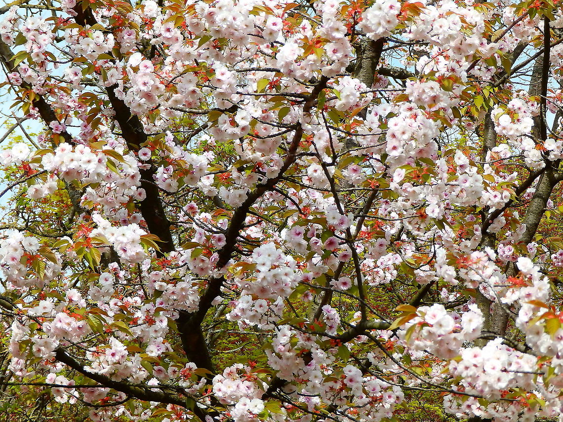 Japanese Cherry - Prunus serrulata Seen in Japanse Tuin in Hasselt, Belgium (April, 2019).  Belgium,Geotagged,Japanese cherry,Prunus serrulata,Spring