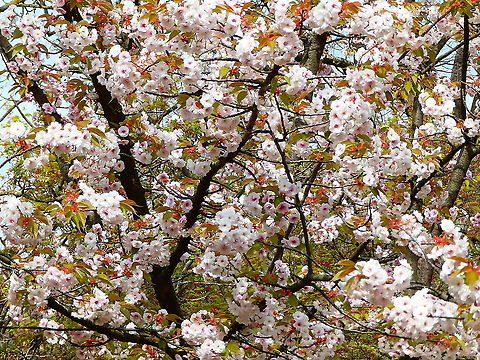 Japanese Cherry - Prunus serrulata Seen in Japanse Tuin in Hasselt, Belgium (April, 2019).  Belgium,Geotagged,Japanese cherry,Prunus serrulata,Spring